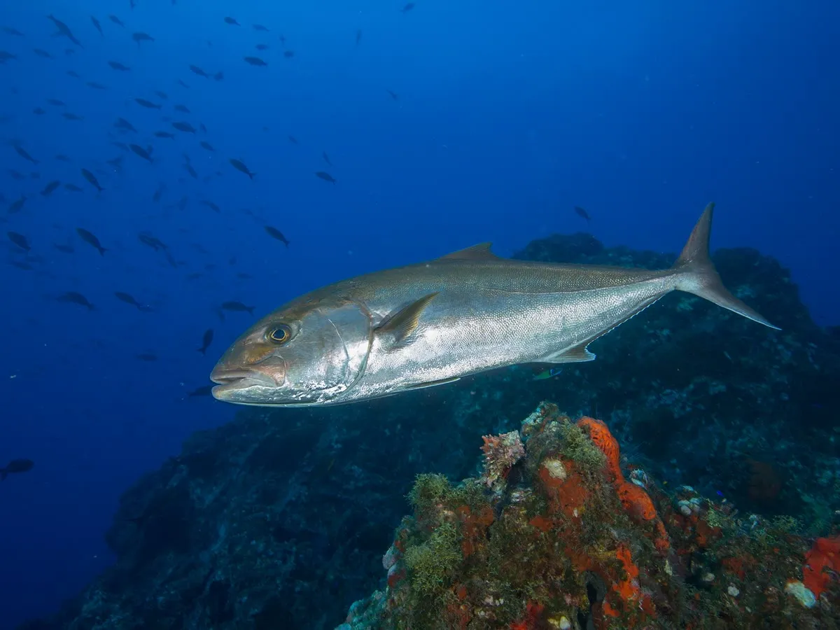 Amberjack