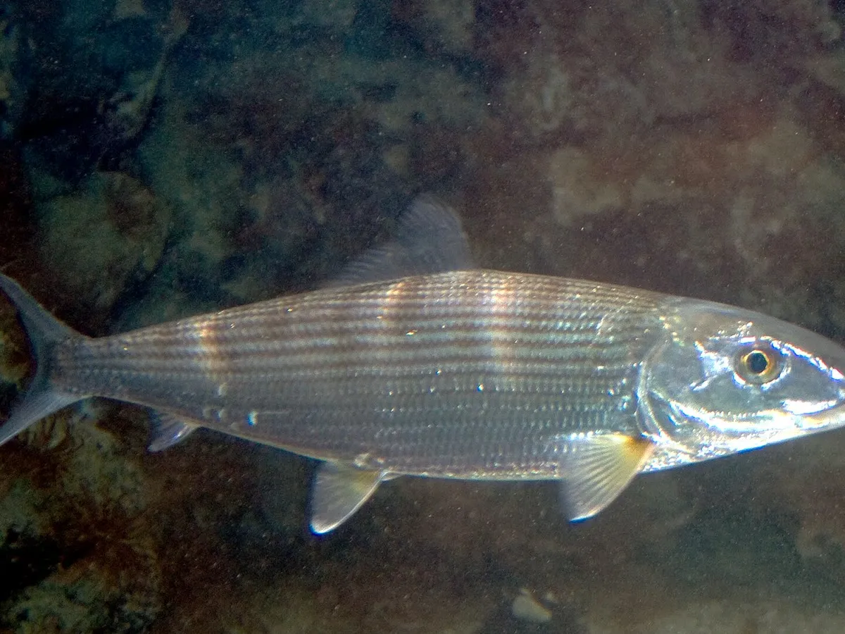Bonefish