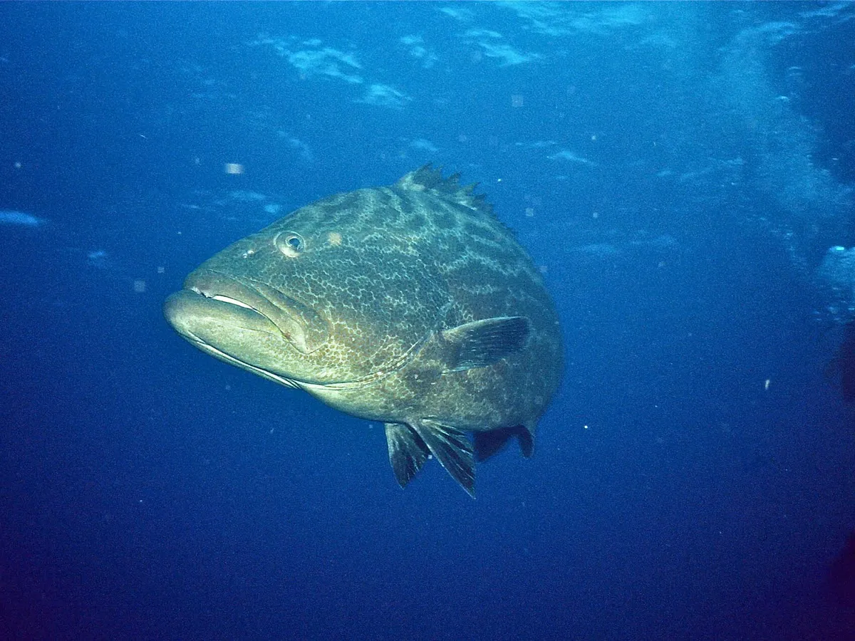 Grouper