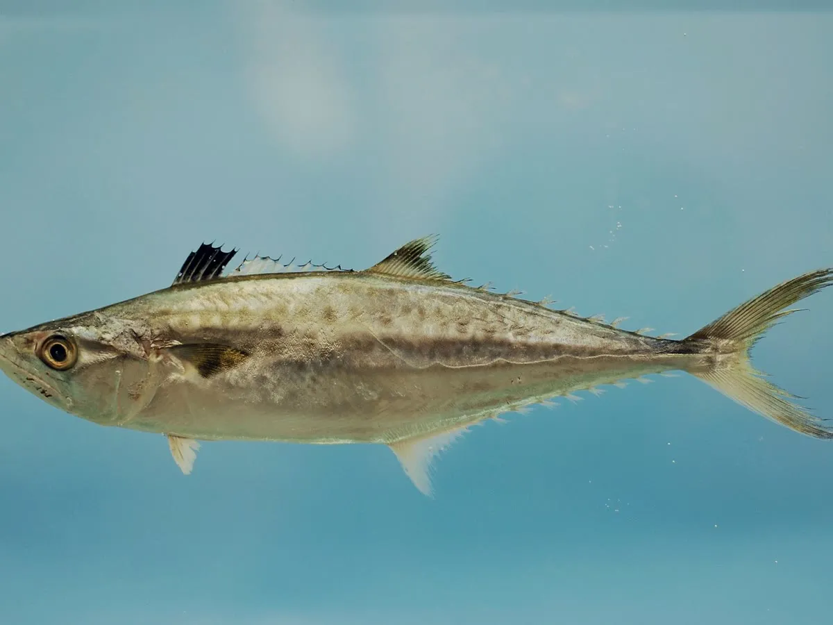 King mackerel