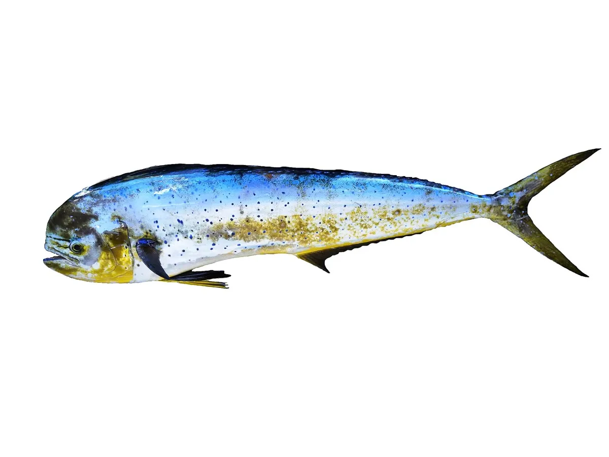 Mahi-mahi