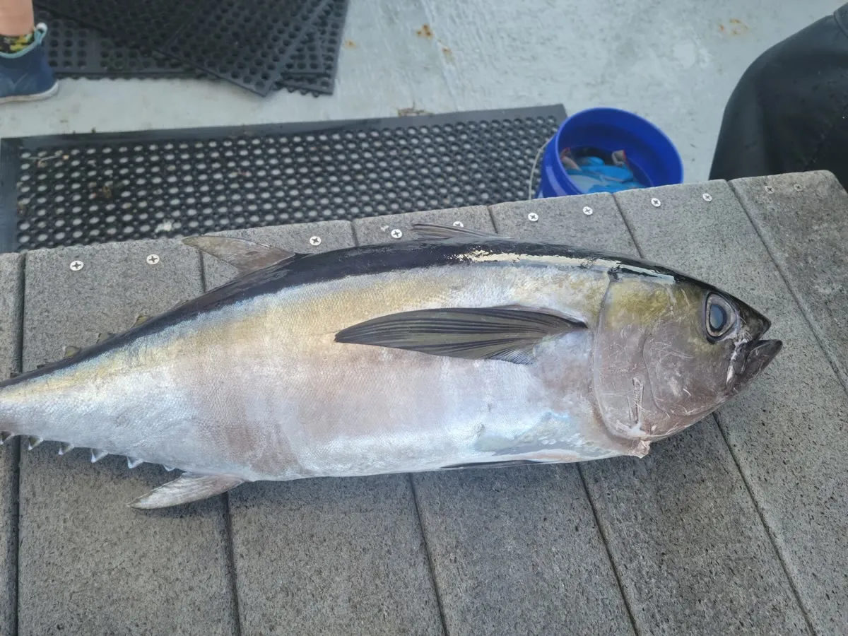 Tuna