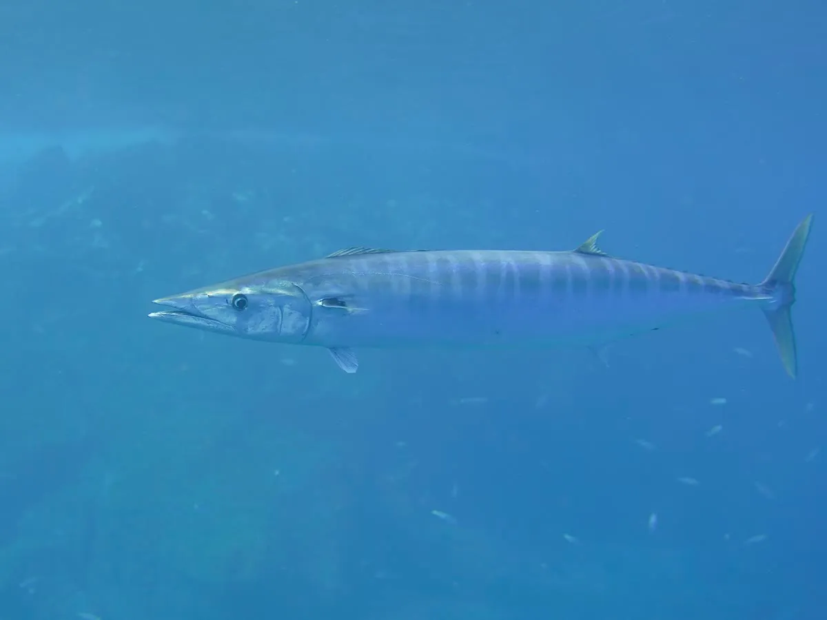 Wahoo