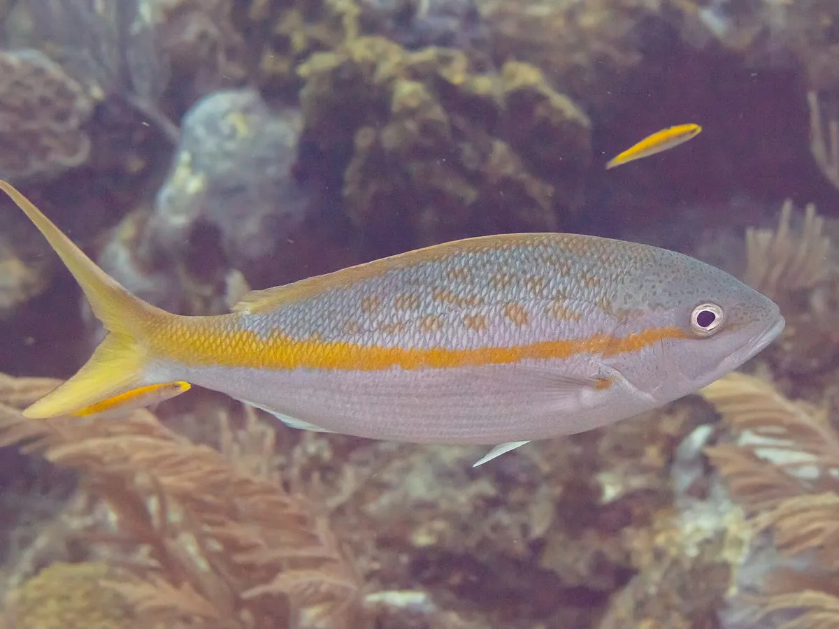 Yellowtail snapper